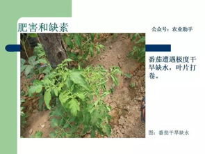 农药药害高清图谱 史上最全农作物识别与应对指南