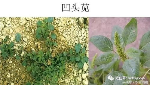 农田杂草大识别 高清图谱助你一目了然