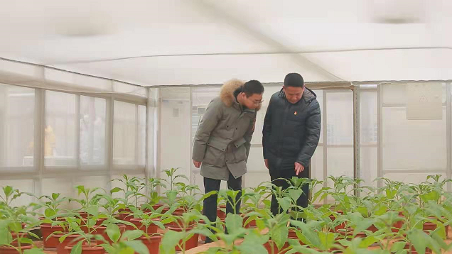 应对低温雨雪冰冻天气| 蚜茧蜂住上&ldquo;空调房&rdquo; 烟叶&ldquo;盖棉衣&rdquo;