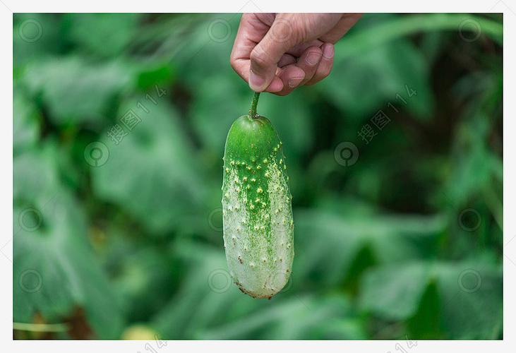 农作物-绿色食品-黄瓜种植摄影